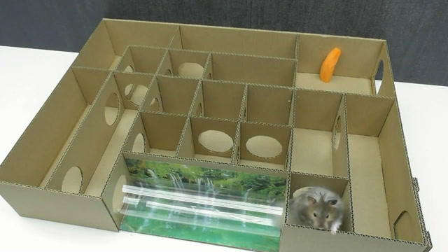 用纸板diy迷宫玩具,放入2只小仓鼠,看看他是怎么做的