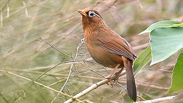 实拍:神采奕奕!的野生画眉鸟,叫声悦耳动听