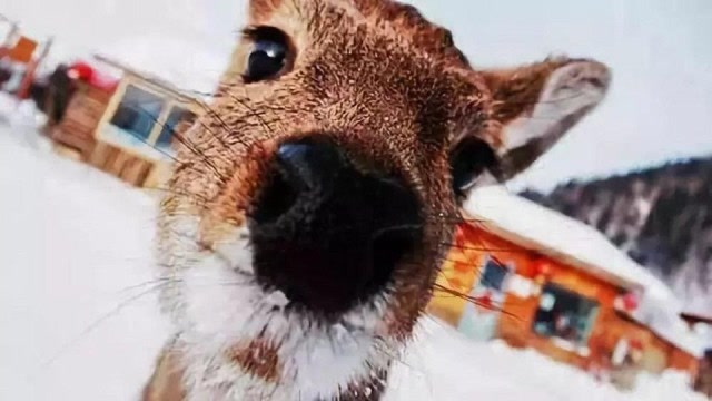 世界上最傻的3种动物,傻狍子名副其实,网友:真是傻得可爱