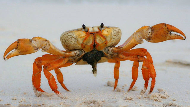 螃蟹对上眼镜蛇,这只螃蟹也是够凶的