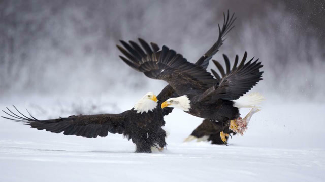 两只老鹰合力抓捕一只狼,空中霸主也会抱团,狼有种单挑!