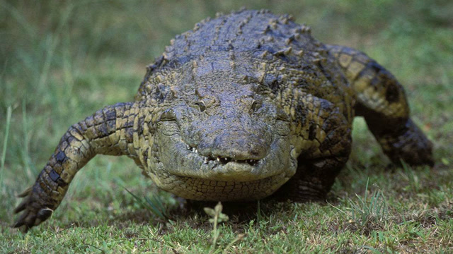 鱗斑鳄奔跑的速度比骏马还要快