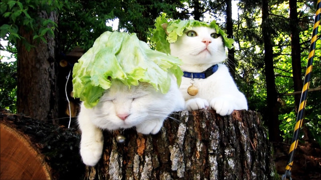 两只猫大叔为什么要把菜叶子戴在头上啊,这是在玩行为艺术么