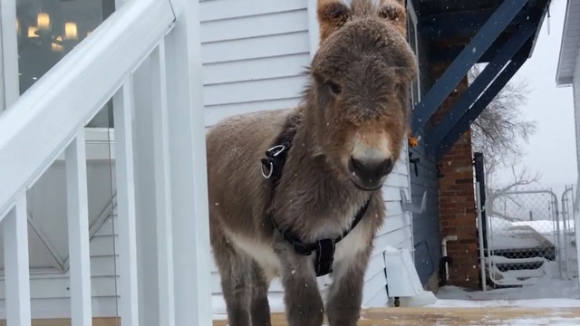 迷你驴风靡澳洲,身板小吃得少还智商高,网友:你让毛驴子脸往哪放