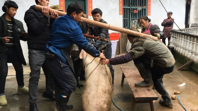 两人抬猪图片图片