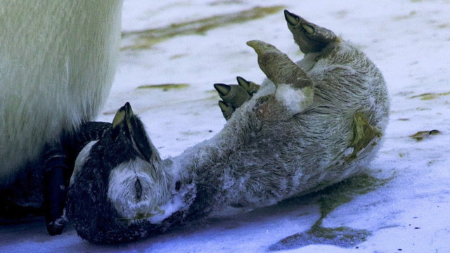 刚出生没多久的小企鹅在雪天被活活冻死,看着好可怜!