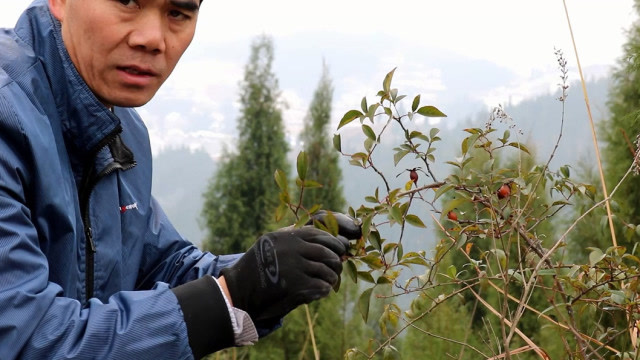农村小伙雪天摘金樱子,市场价格20元一斤,泡酒是男人的最爱