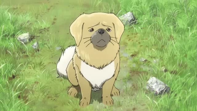 藏獒多吉:东西不好吃,羊也不挺好,草原一点都不好,田径哭了