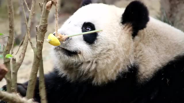 大熊猫"大娇"吃柠檬