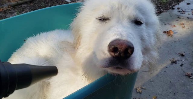 铲屎官给哈士奇吹毛,下一秒憋住别笑,镜头拍下全过程