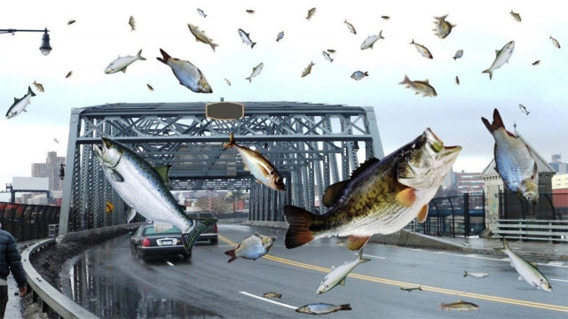 上万条鱼从天而降,比天上掉馅饼还好!这得吃多久才能吃完啊