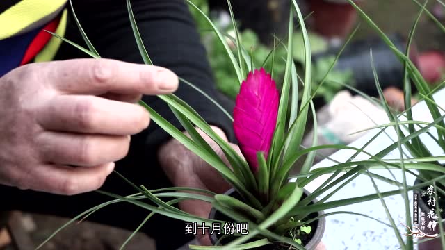 养殖铁兰用这几种水浇灌,生长更旺盛,你知道吗?