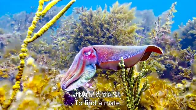 蓝色星球:伞膜乌贼为了找到配偶,在整个海湾里四处游荡