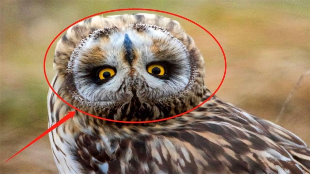 为什么猫头鹰的"脖子"可以360度旋转?看完它的脊椎,你就懂了