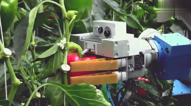 机器人采摘辣椒,真是开眼界了