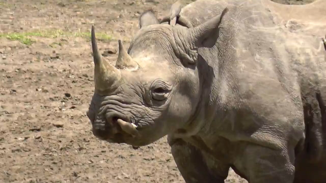 犀牛鸟在犀牛身上捕食寄生虫,钻到犀牛鼻子里都没被赶走