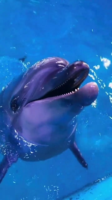 海豚唱歌你见过吗?