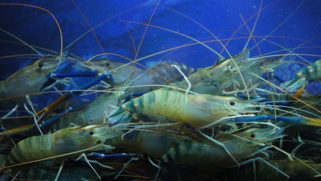 最耐热的虾,可以在450度的深海火山口生活,网友:该怎么煮熟?