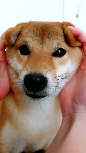 主人在给狗狗按摩,狗狗听话的样子,一看就是个乖狗狗!