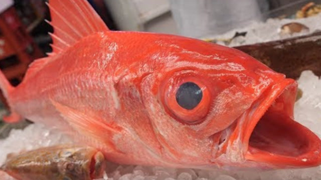 张着大嘴的大红鱼,鱼鳍竟连在一起,张开后太漂亮