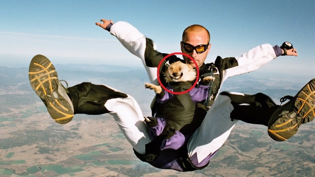 男子带一只小狗玩高空跳伞,安全着陆之后,狗狗的表情搞笑了!