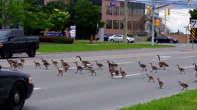 大鹅在加拿大这样大摇大摆过马路