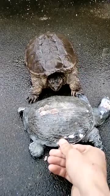 甲鱼大战鳄鱼龟