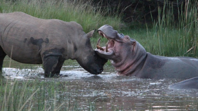 凶悍的犀牛大战河马二者谁的战斗力更强你一定想不到