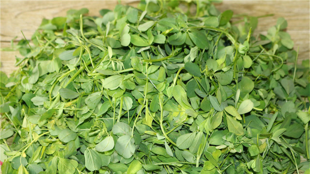 奶奶教我苜蓿原始吃法,鲜香味美,一盘没吃够