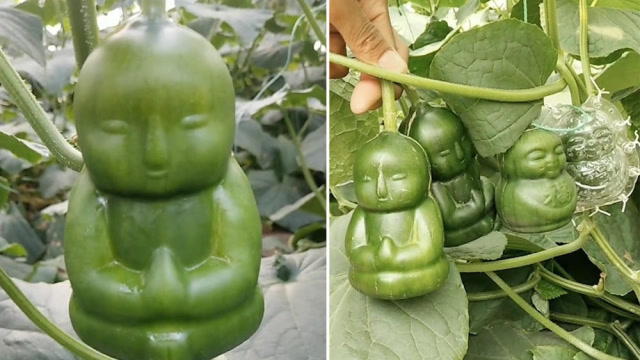 农村小伙种"人形"黄瓜,价格翻几十倍国外种植户求合作