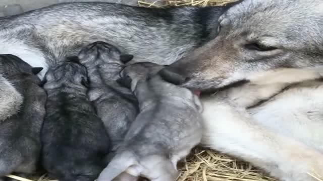 狼妈妈和它的小狼崽们,原来凶狠也会有温柔的一面,长见识了!