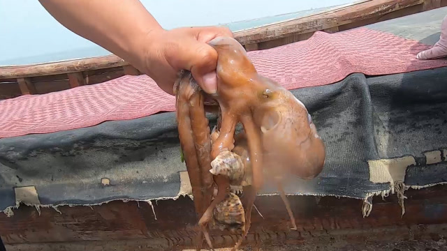 璐璐出海捕获大八爪鱼,大哥徒手抓八爪鱼吸力惊人带起三颗大海螺