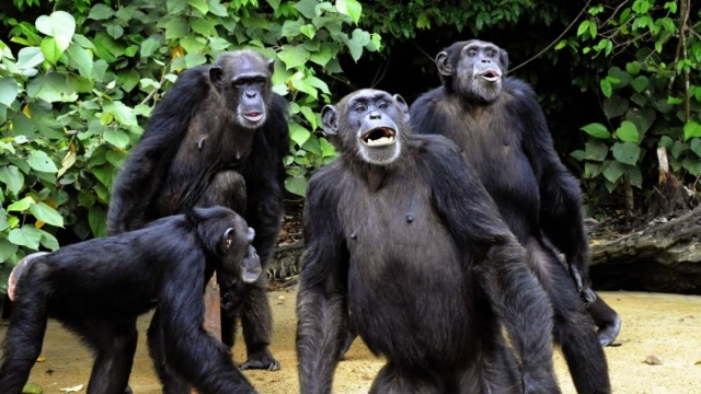 大猩猩被游客围观拉粑粑,感到很生气,结果拿粑粑扔游客