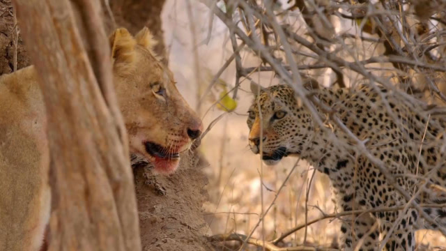 狮子抢了花豹食物,豹子心有不甘,狮子:本王跟你要吃的不乐意?