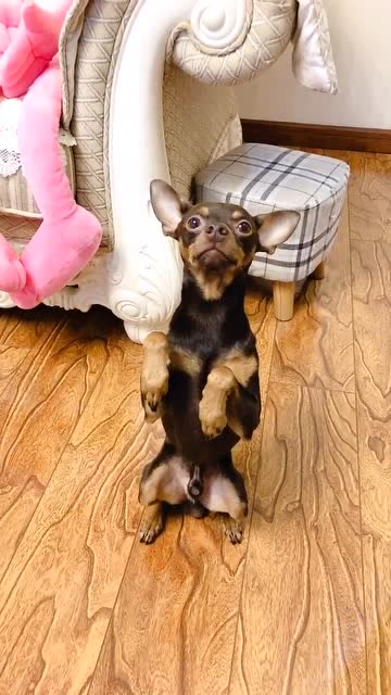 鹿犬啵啵乐为了吃的也是拼了,看它乖巧的样子真可爱,萌萌哒