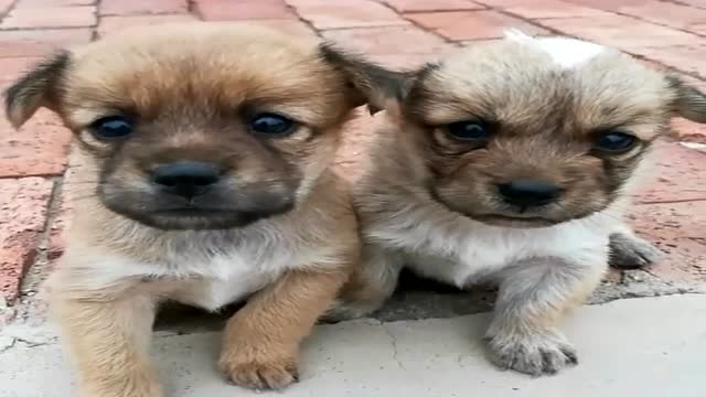 路边捡到两只小土狗,冻得瑟瑟发抖,眼神里充满恐惧和无助!