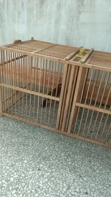 东东画眉鸟套之原毛画眉鸟连口叫来状态了