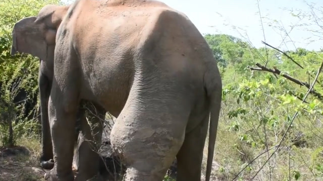 大象腿部肿胀成球,肿瘤比树还要粗,被救后它这一举动让人暖心