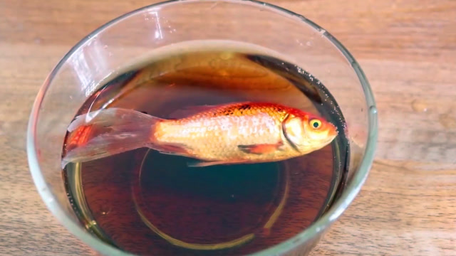 小伙将金鱼放进红酒中,能活下去吗?网友:我代表爱鱼人士谴责你