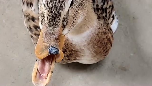 这只鸭子的嘴巴真的"笑歪了"