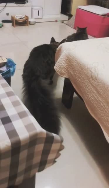 缅因猫,感觉就是尾巴和猫分开养的,这尾巴太霸气了