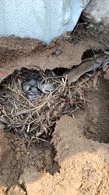 地里发现的老鼠窝,没想到居然有惊喜,被发现后赶紧带小老鼠搬家