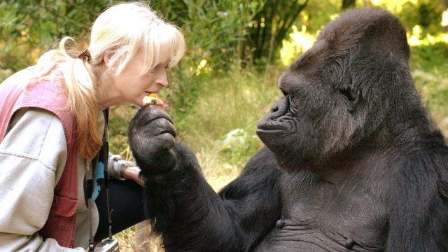 天才大猩猩科科会千余种手语手势人类与动物的交流大使