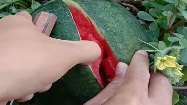 瓜地里找的一个西瓜,一刀扎进去感觉真爽,网友-这瓜真不赖!