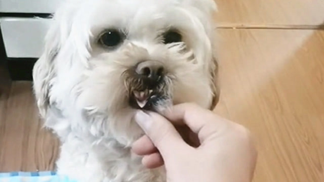 主人嫌龙肉球太丑不带它出去遛遛,瞧球宝是如何报复的,真解气