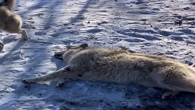 草原狼受伤,恶狼竟见死不救,狼:曾经一起作战的伙伴,救救我吧