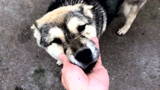 萌宠 狗子初长成,长个小花脸,别说还挺好看的!