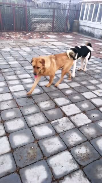 北方的中华田园犬,太行犬也叫北方大笨狗,在中国有三千年历史