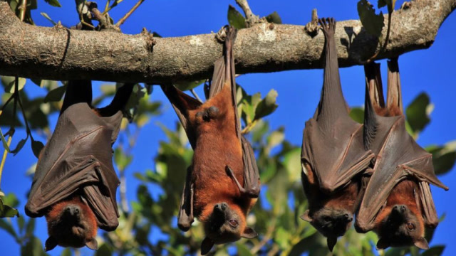 世界上体型最大的蝙蝠,长相酷似大黑狗,不吃肉只吃水果