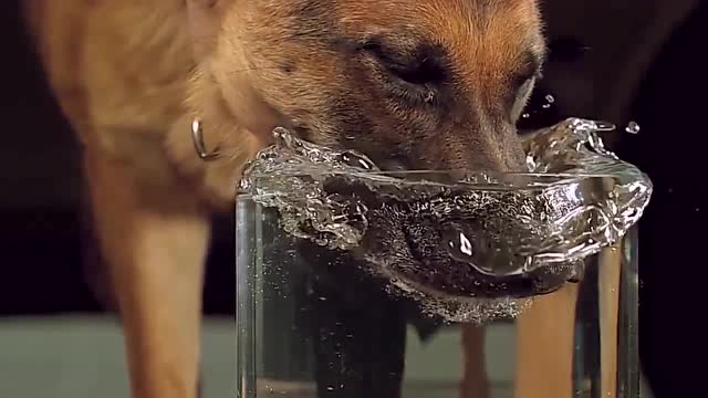 狗狗喝水的镜头放慢50倍,你还以为它是舔着水喝吗?